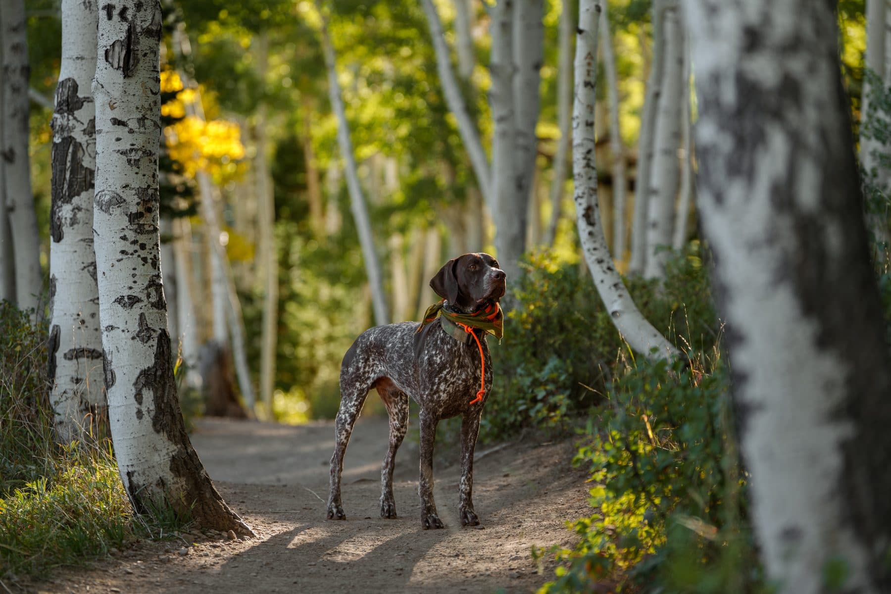 Billy in aspens