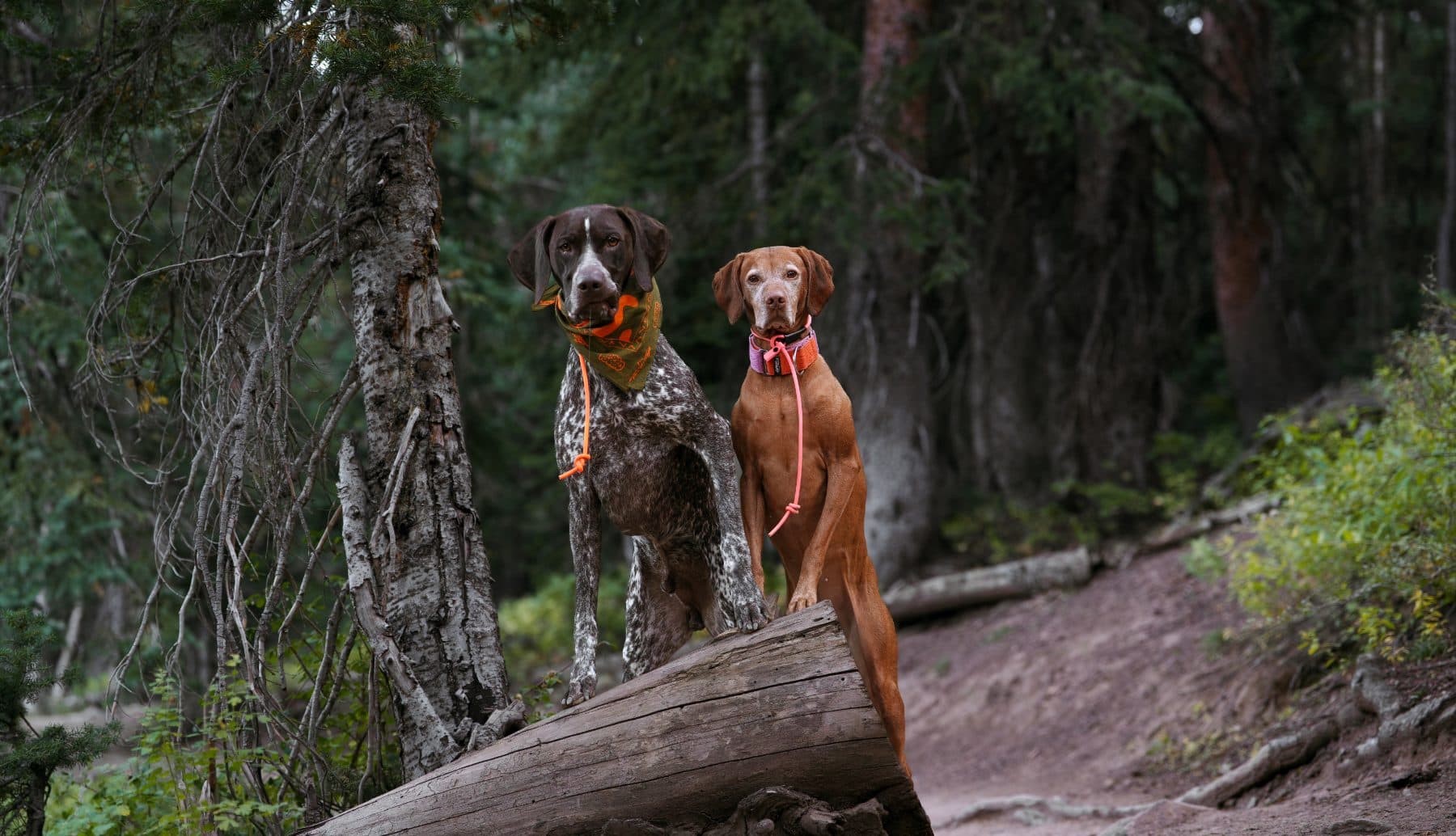 Both dogs on a log