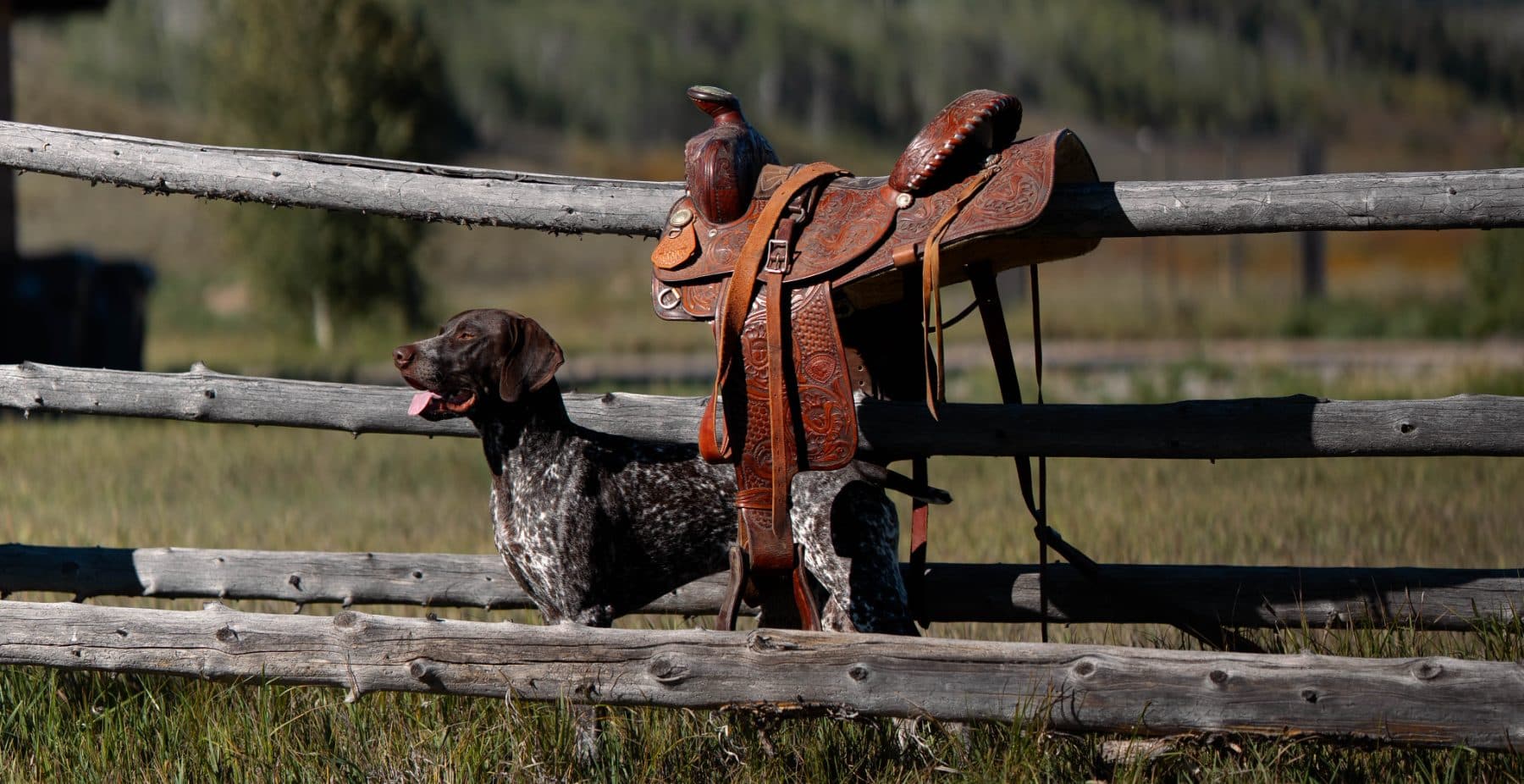 Billy by a saddle